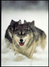 Organizational Behavior